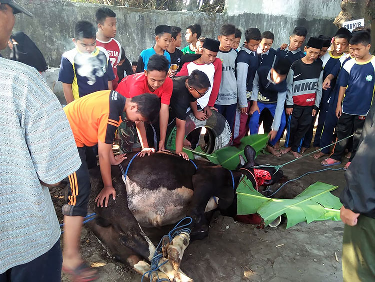 Qurban